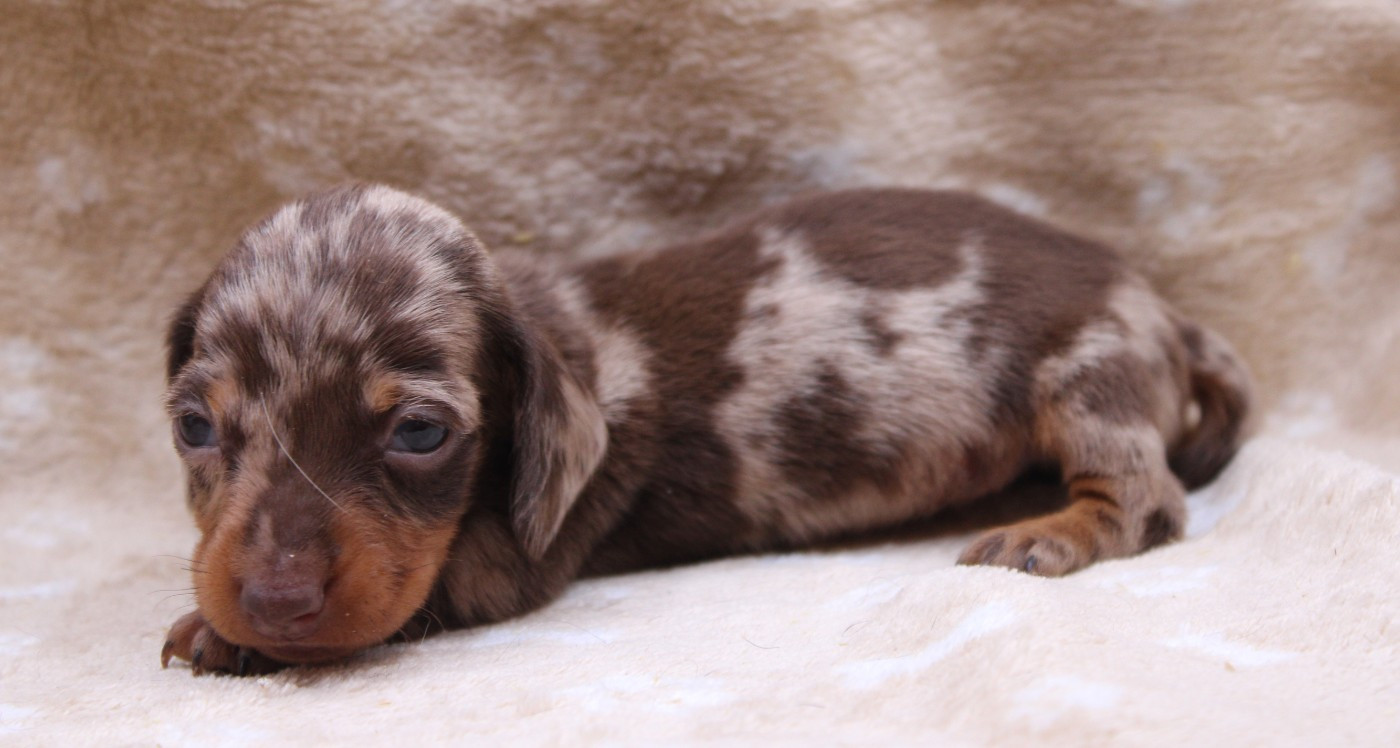 de l'air salin - Chiots disponibles - Teckel poil ras