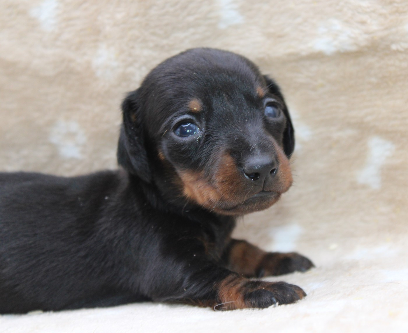 de l'air salin - Chiots disponibles - Teckel poil ras