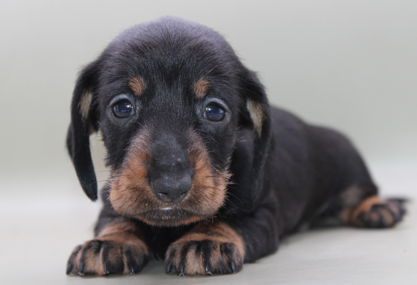 de l'air salin - Chiots disponibles - Teckel poil dur