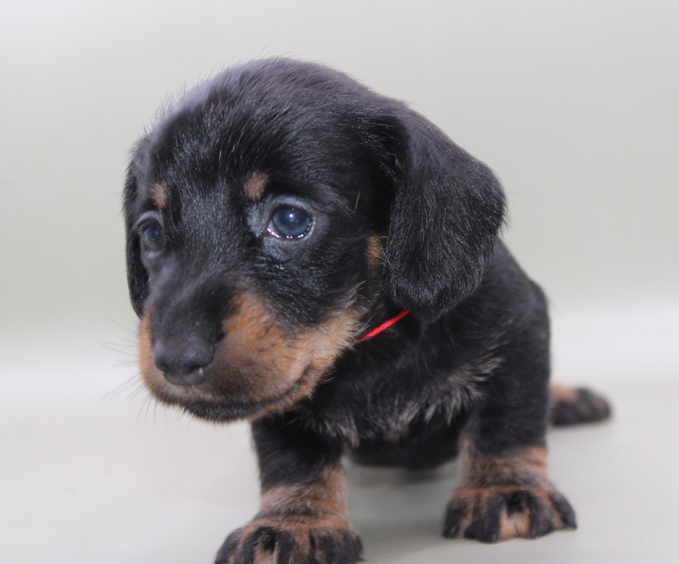 de l'air salin - Chiots disponibles - Teckel poil dur