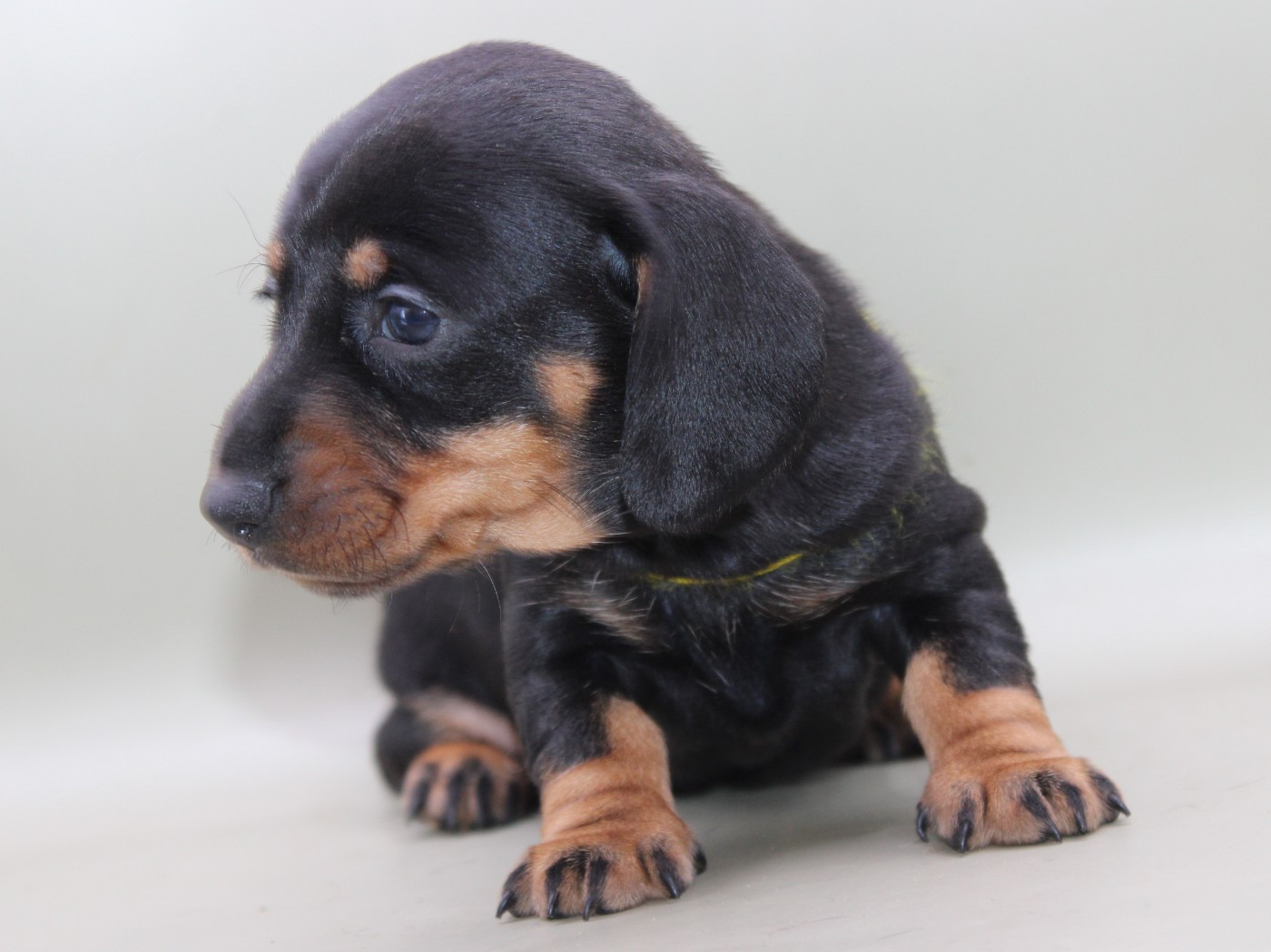 de l'air salin - Chiots disponibles - Teckel poil dur