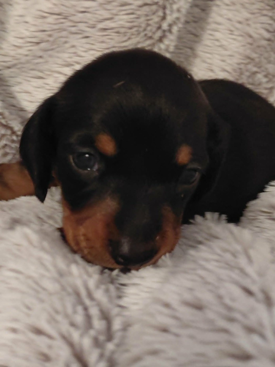 de l'air salin - Chiots disponibles - Teckel poil ras
