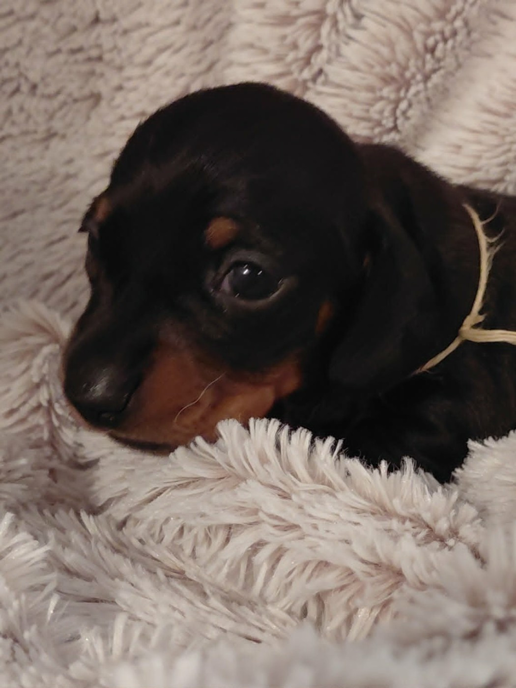 de l'air salin - Chiots disponibles - Teckel poil ras