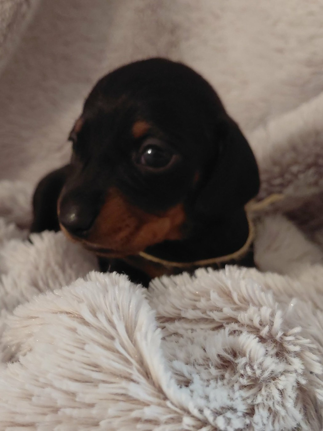 de l'air salin - Chiots disponibles - Teckel poil ras