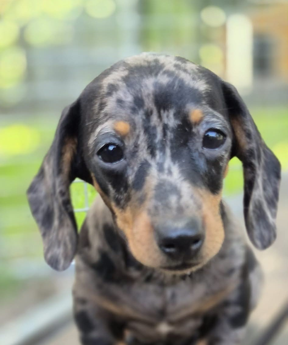 de l'air salin - Chiots disponibles - Teckel poil ras