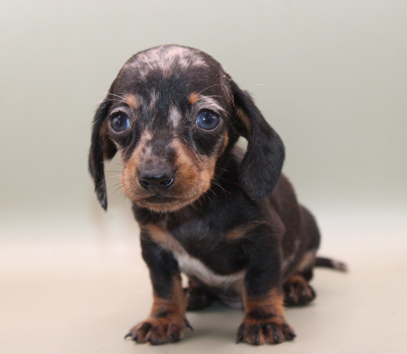 de l'air salin - Chiots disponibles - Teckel poil ras