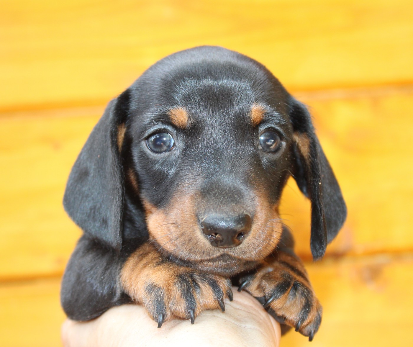 de l'air salin - Chiots disponibles - Teckel poil ras