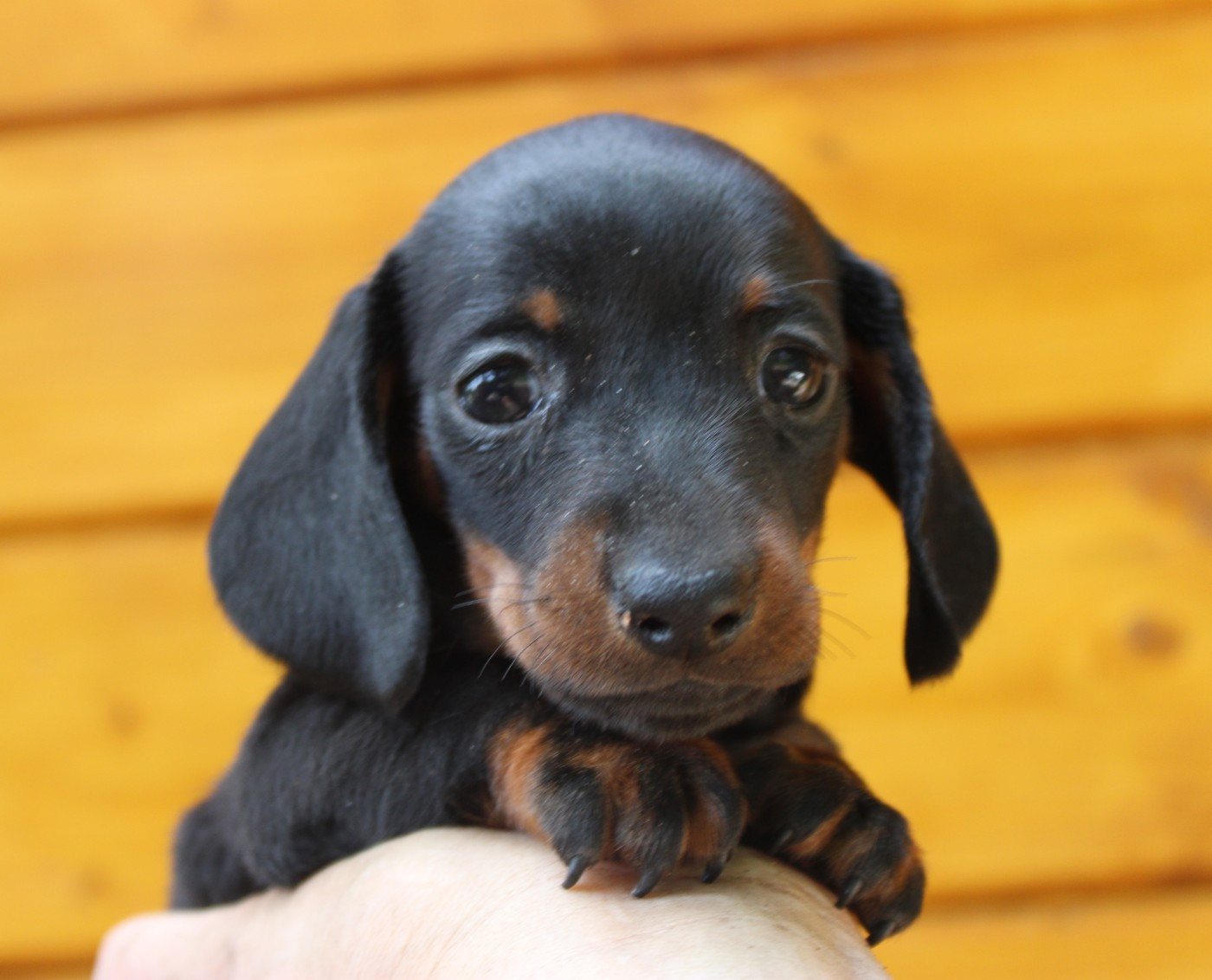 de l'air salin - Chiots disponibles - Teckel poil ras