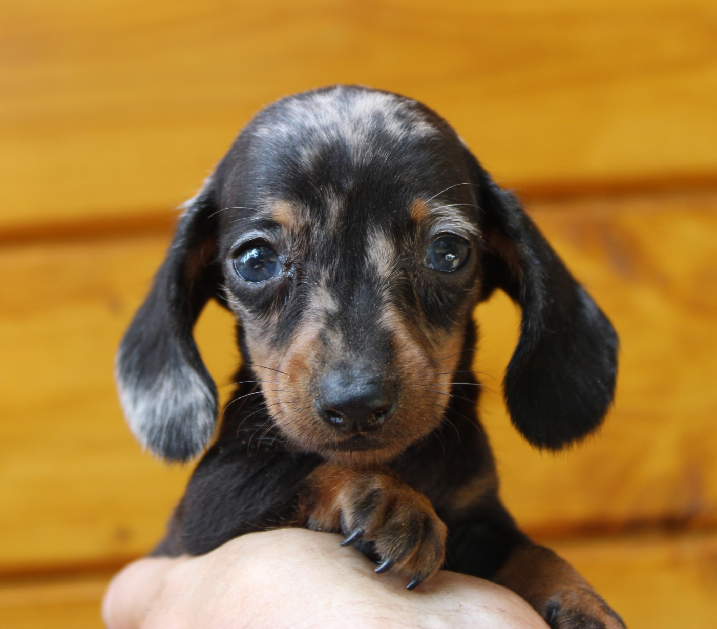 de l'air salin - Chiots disponibles - Teckel poil ras