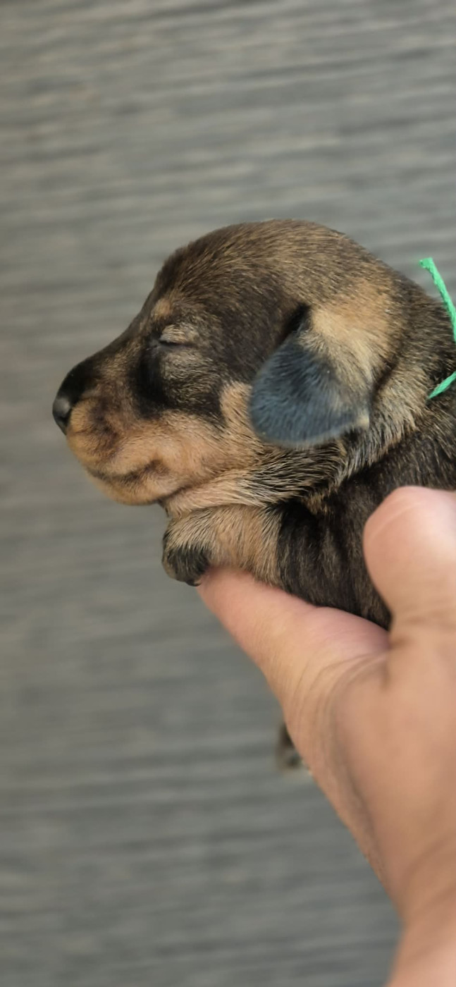 de l'air salin - Chiots disponibles - Teckel poil dur