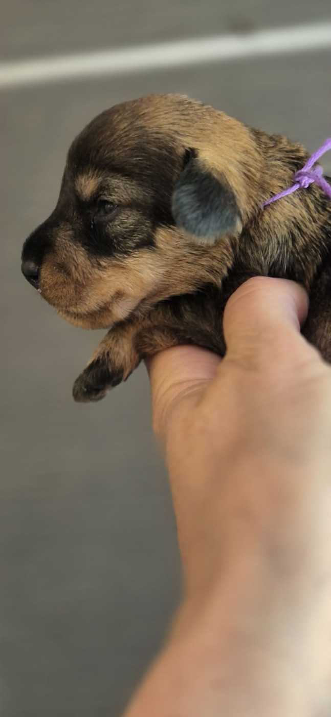 de l'air salin - Chiots disponibles - Teckel poil dur