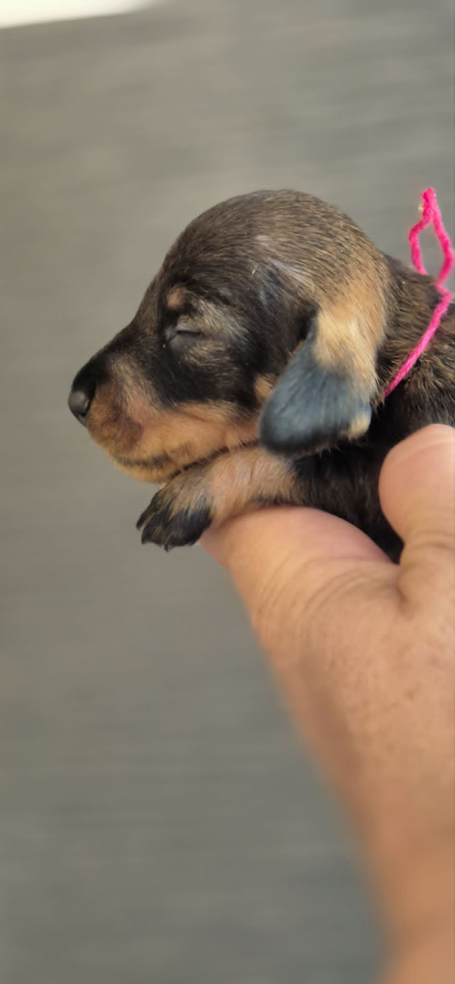 de l'air salin - Chiots disponibles - Teckel poil dur