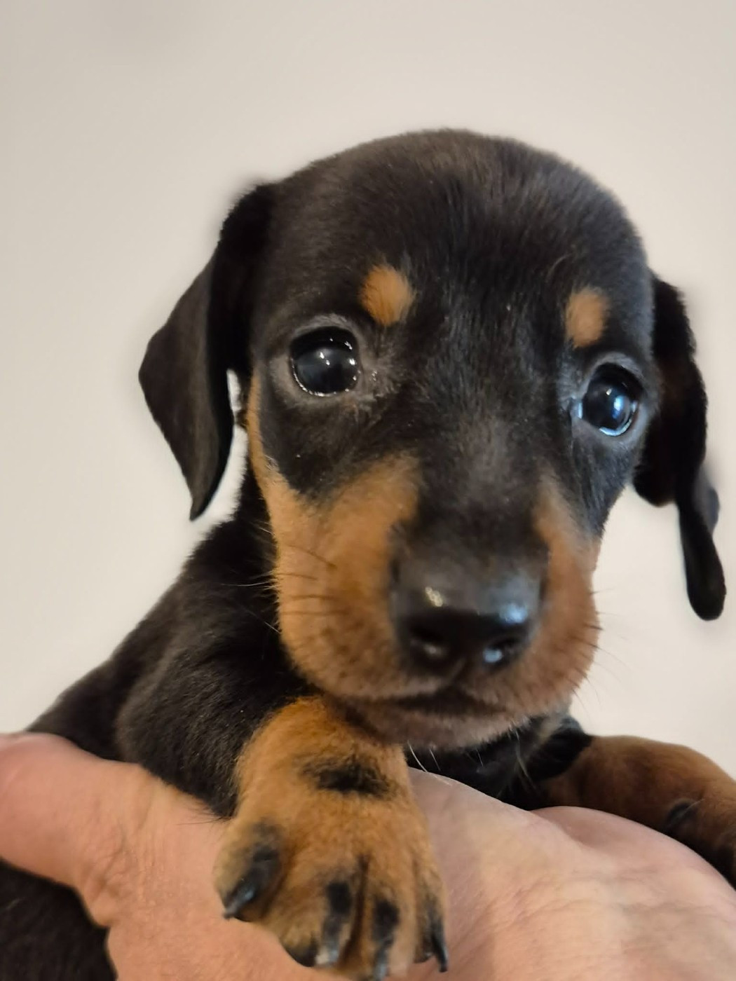 de l'air salin - Chiots disponibles - Teckel poil ras