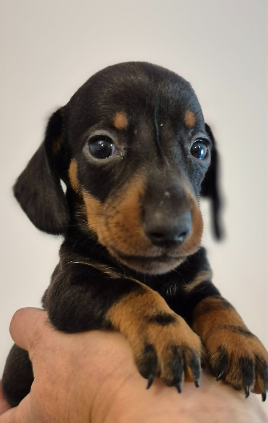 de l'air salin - Chiots disponibles - Teckel poil ras