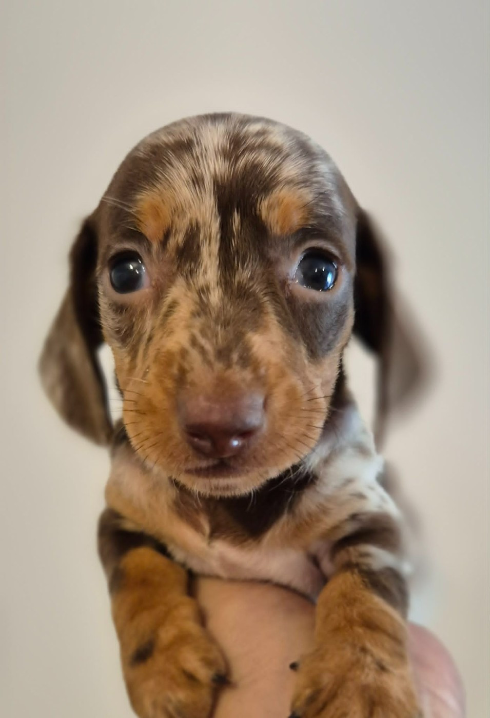 de l'air salin - Chiots disponibles - Teckel poil ras