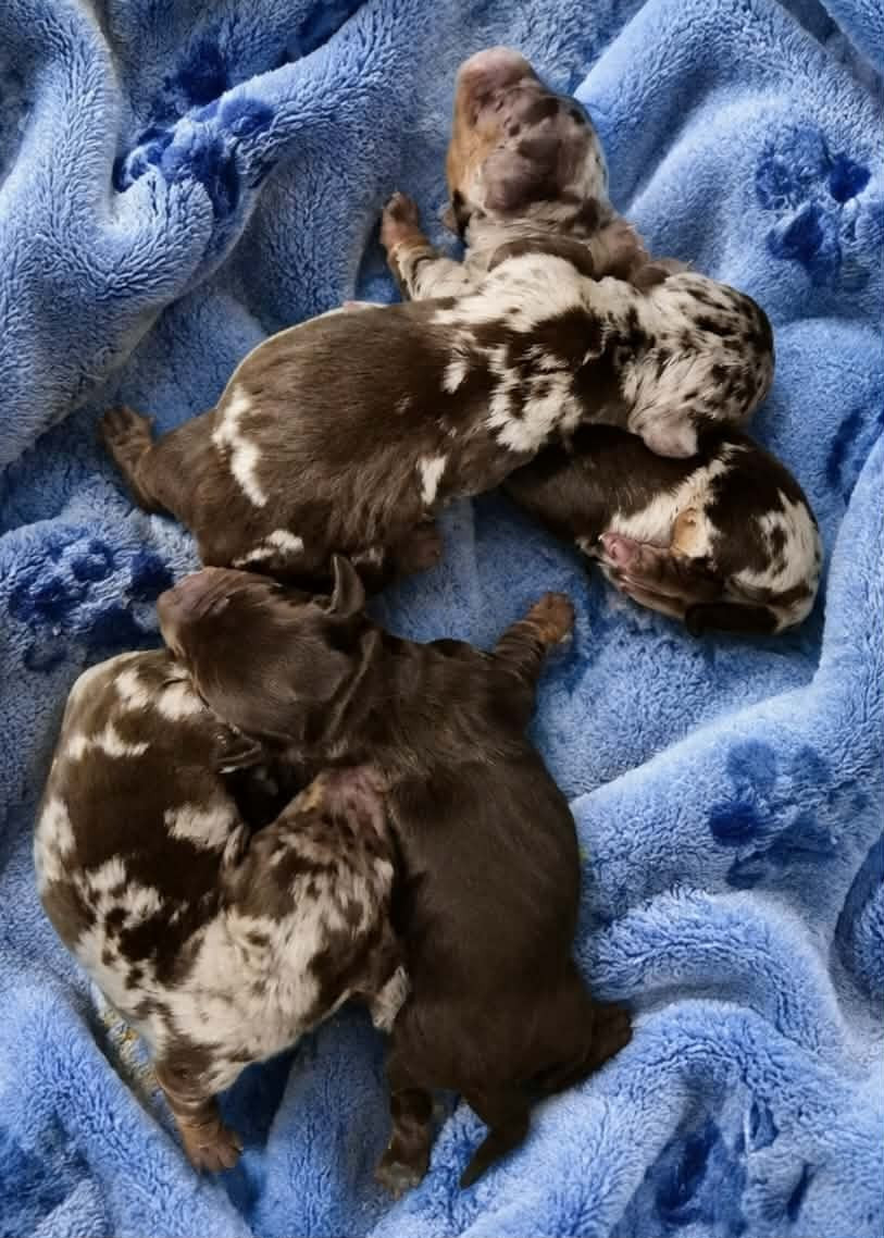 de l'air salin - Chiots disponibles - Teckel poil ras