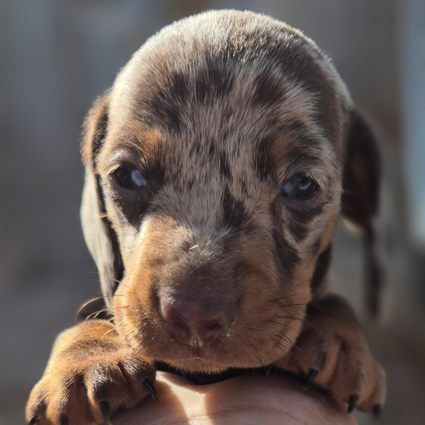 de l'air salin - Chiots disponibles - Teckel poil ras