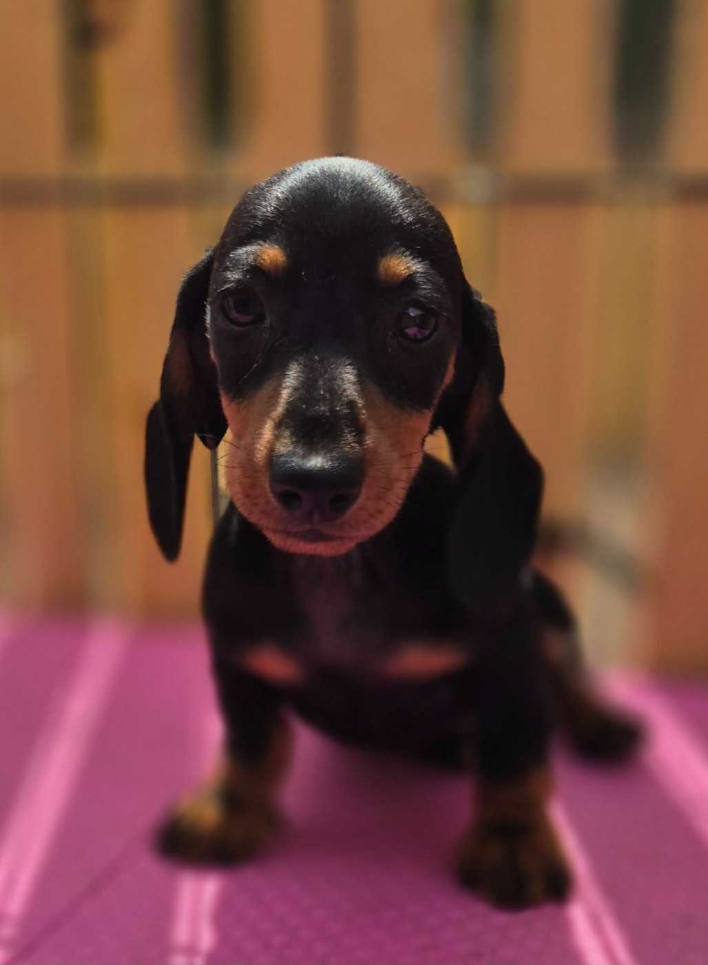 de l'air salin - Chiots disponibles - Teckel poil ras