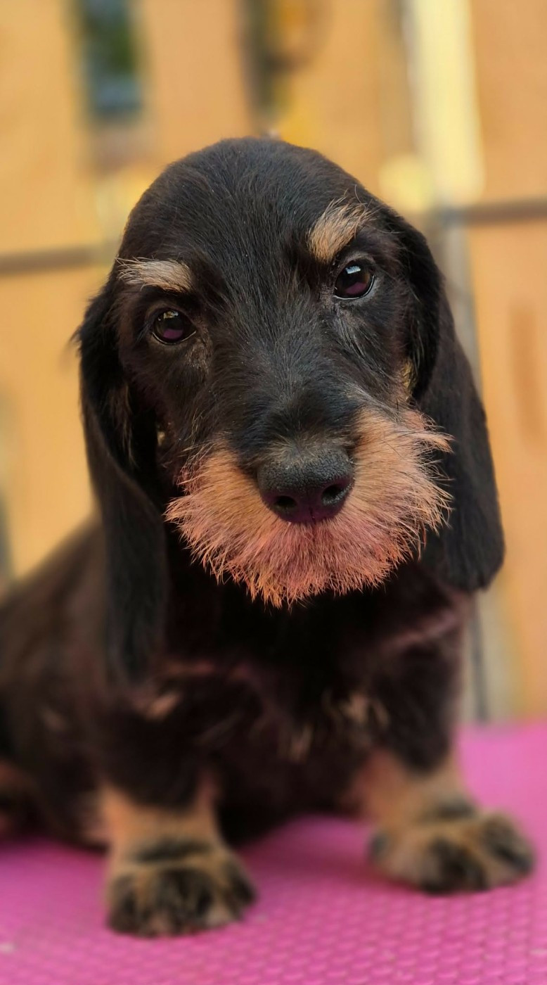 de l'air salin - Chiots disponibles - Teckel poil dur
