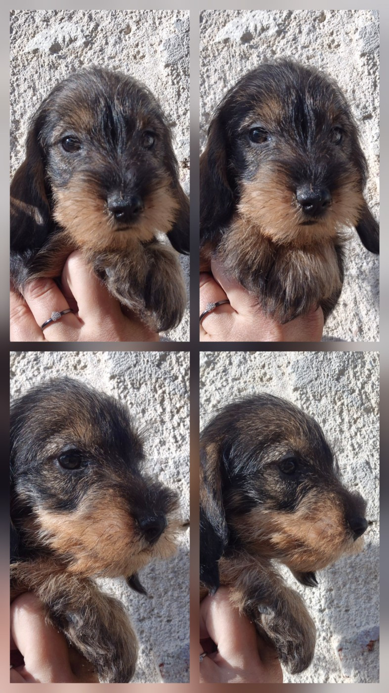 de l'air salin - Chiots disponibles - Teckel poil dur