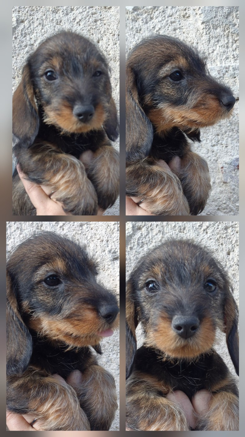 de l'air salin - Chiots disponibles - Teckel poil dur