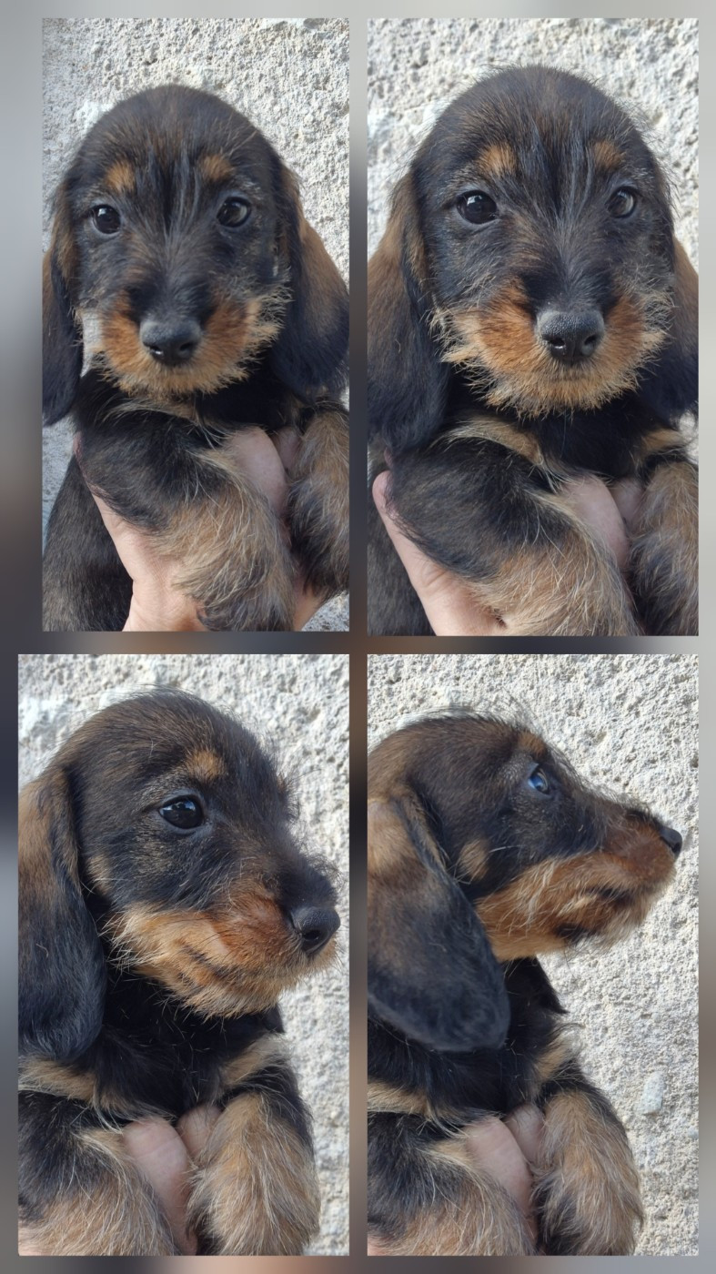 de l'air salin - Chiots disponibles - Teckel poil dur