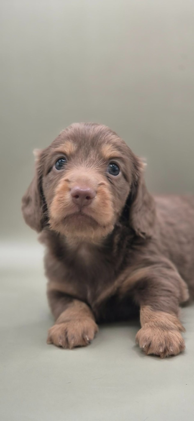 de l'air salin - Chiots disponibles - Teckel poil long