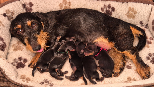 de l'air salin - Chiots disponibles - Teckel poil dur