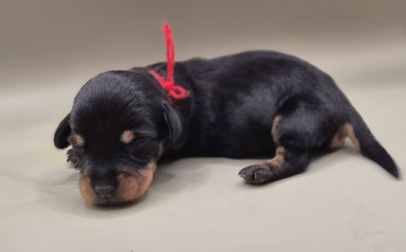 de l'air salin - Chiots disponibles - Teckel poil dur