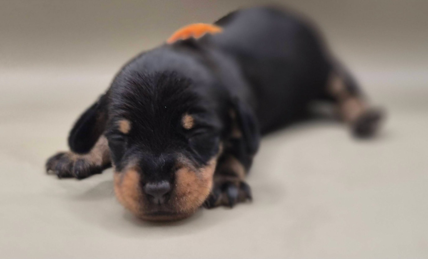 de l'air salin - Chiots disponibles - Teckel poil dur