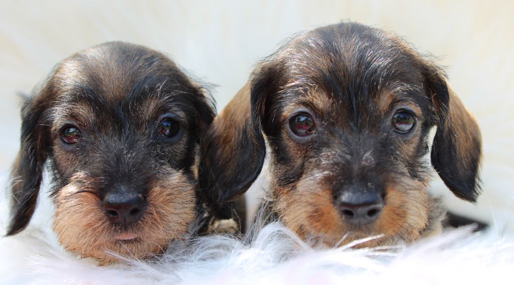 Chiot Teckel poil dur de l'air salin