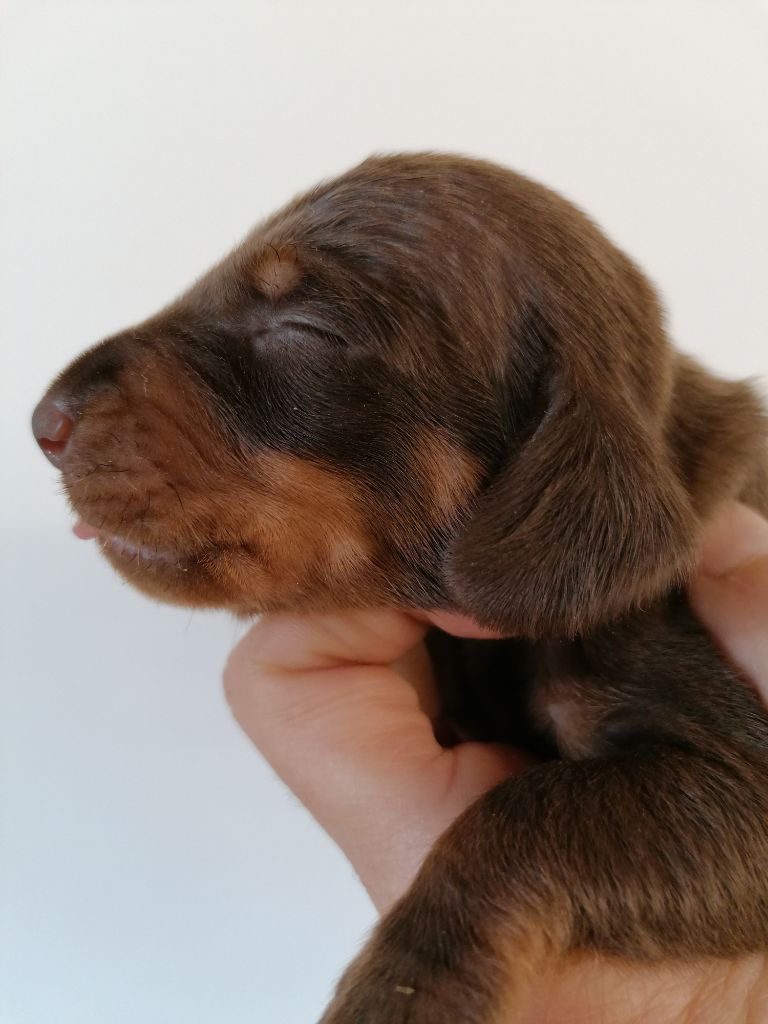 de l'air salin - Teckel poil ras - Portée née le 27/03/2020