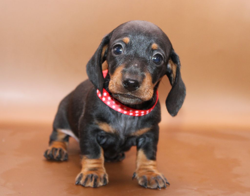 de l'air salin - Chiots disponibles - Teckel poil ras