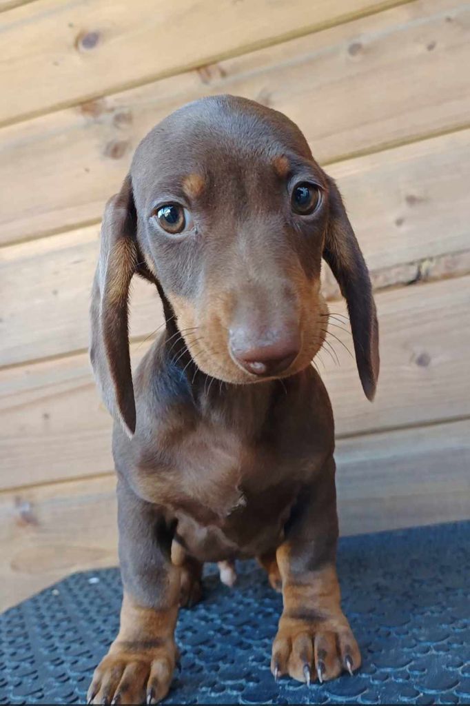 de l'air salin - Teckel poil ras - Portée née le 19/07/2023