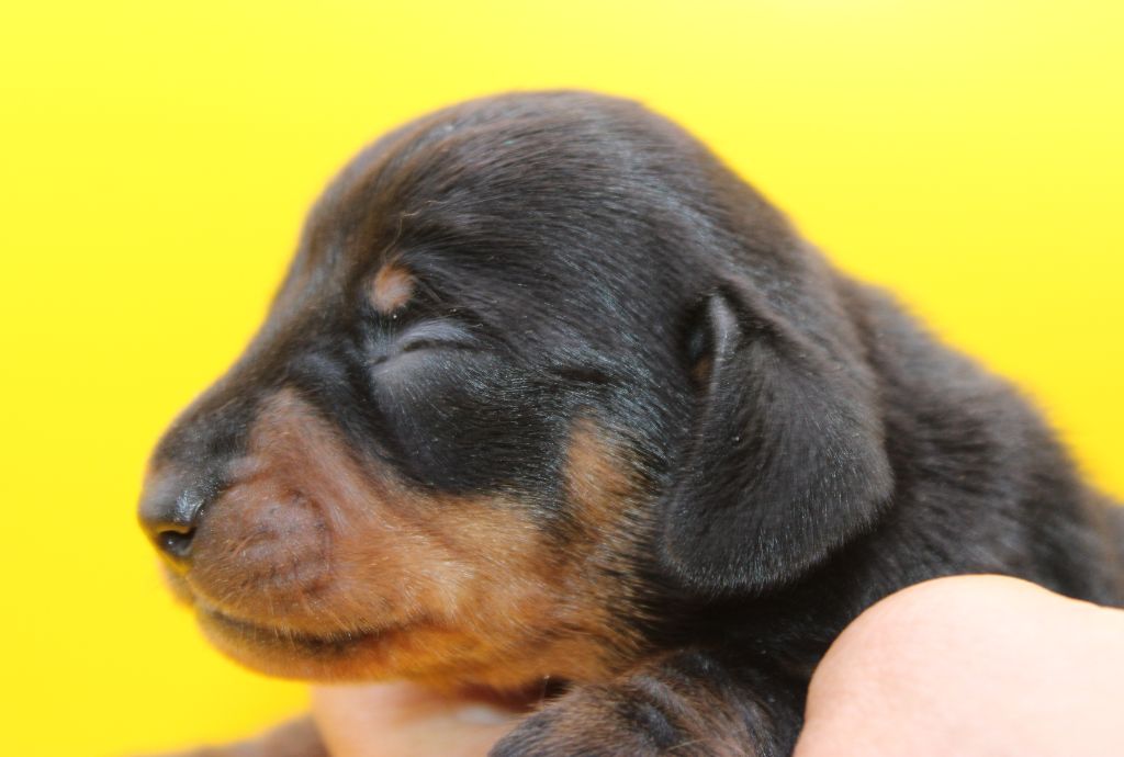 de l'air salin - Chiots disponibles - Teckel poil ras