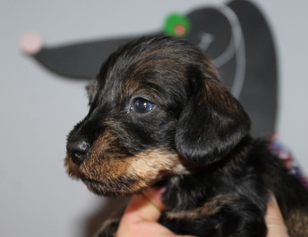 de l'air salin - Teckel poil dur - Portée née le 27/11/2020