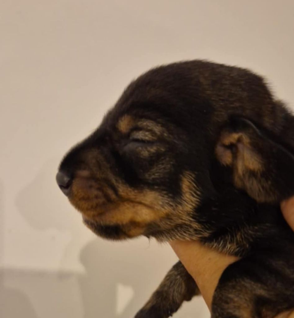 de l'air salin - Chiots disponibles - Teckel poil dur