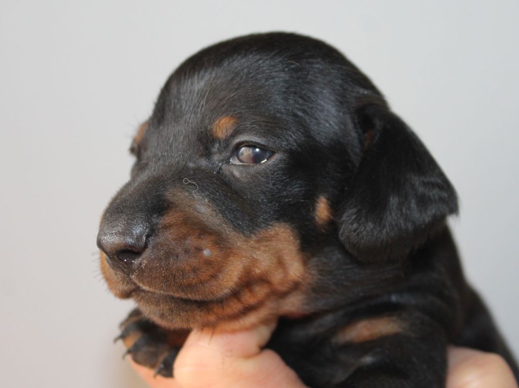 de l'air salin - Teckel poil ras - Portée née le 27/01/2020