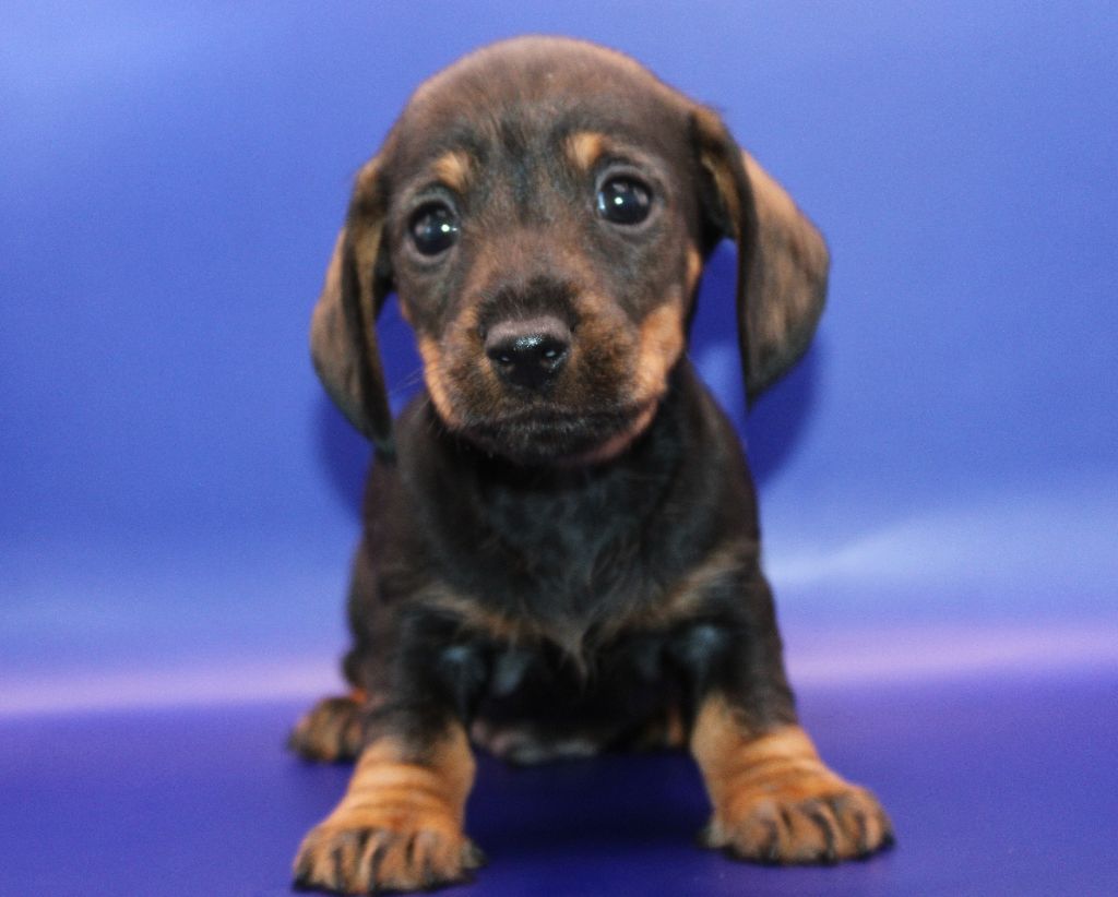 de l'air salin - Teckel poil dur - Portée née le 07/01/2025