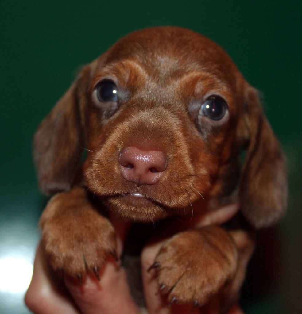 de l'air salin - Teckel poil ras - Portée née le 01/05/2019