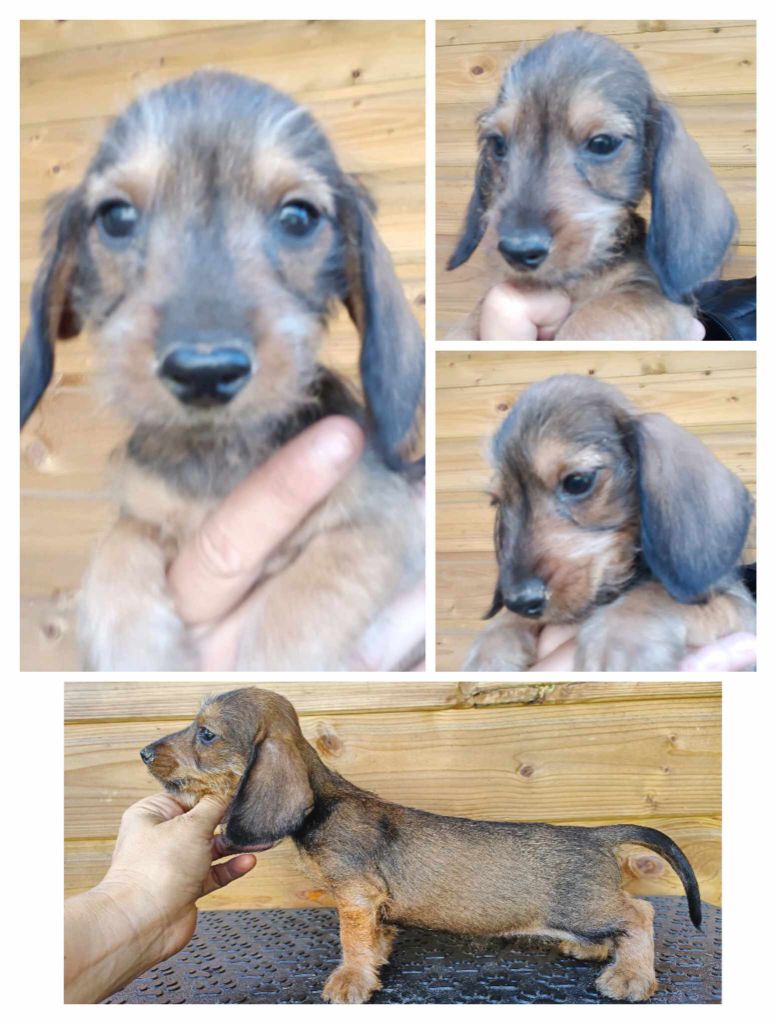 de l'air salin - Teckel poil dur - Portée née le 14/07/2023