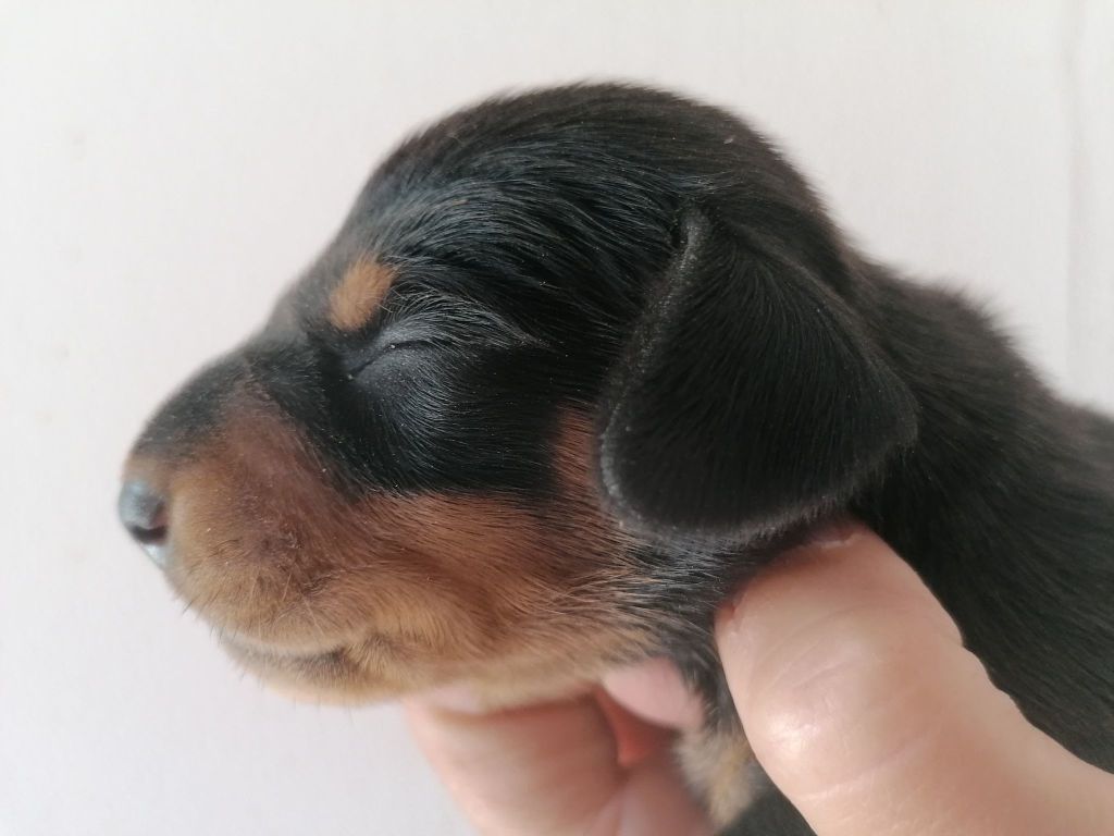 de l'air salin - Teckel poil ras - Portée née le 04/06/2022