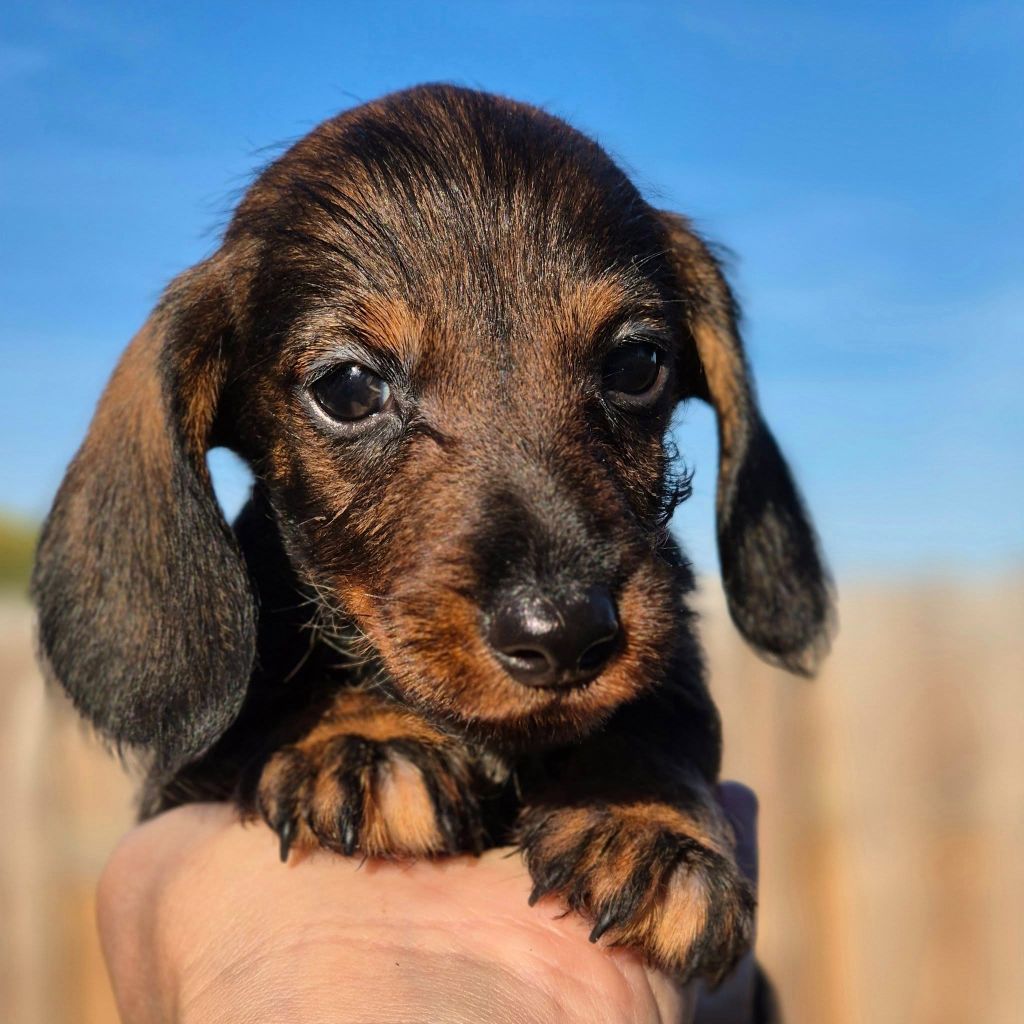 de l'air salin - Teckel poil dur - Portée née le 16/08/2025