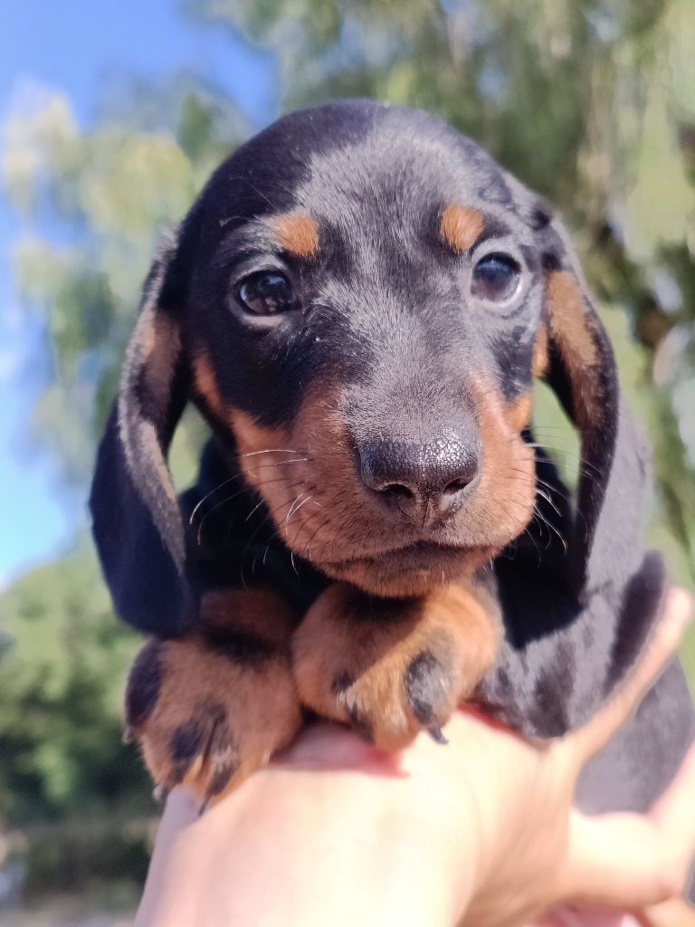 de l'air salin - Chiots disponibles - Teckel poil ras