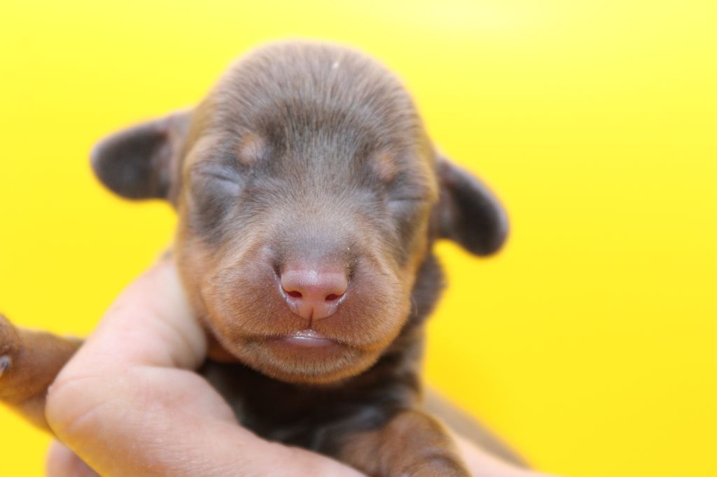 de l'air salin - Chiots disponibles - Teckel poil ras