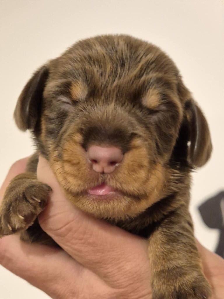 de l'air salin - Chiots disponibles - Teckel poil dur
