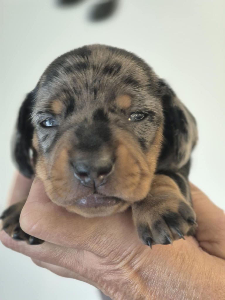 de l'air salin - Teckel poil ras - Portée née le 20/08/2025