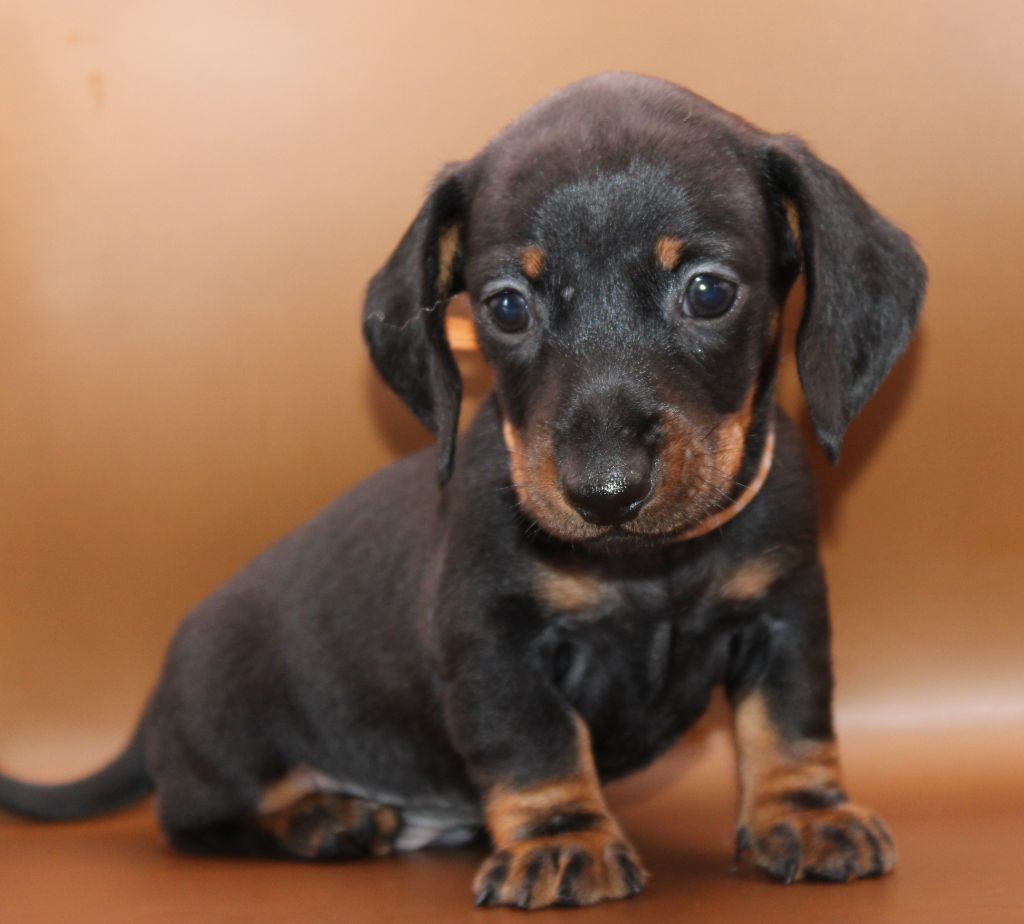 de l'air salin - Chiots disponibles - Teckel poil ras