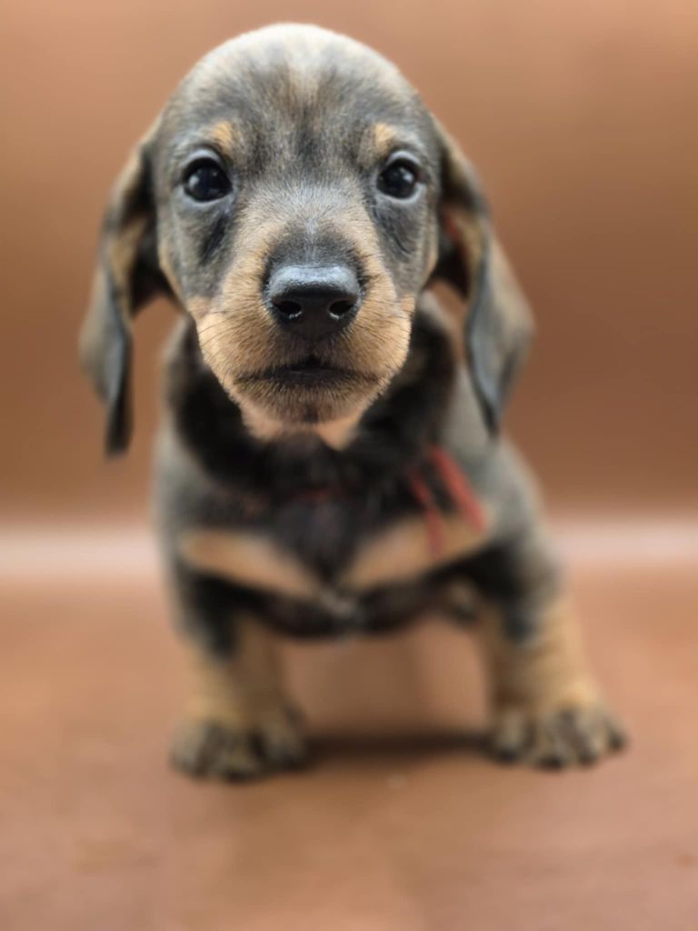 de l'air salin - Teckel poil dur - Portée née le 24/07/2025