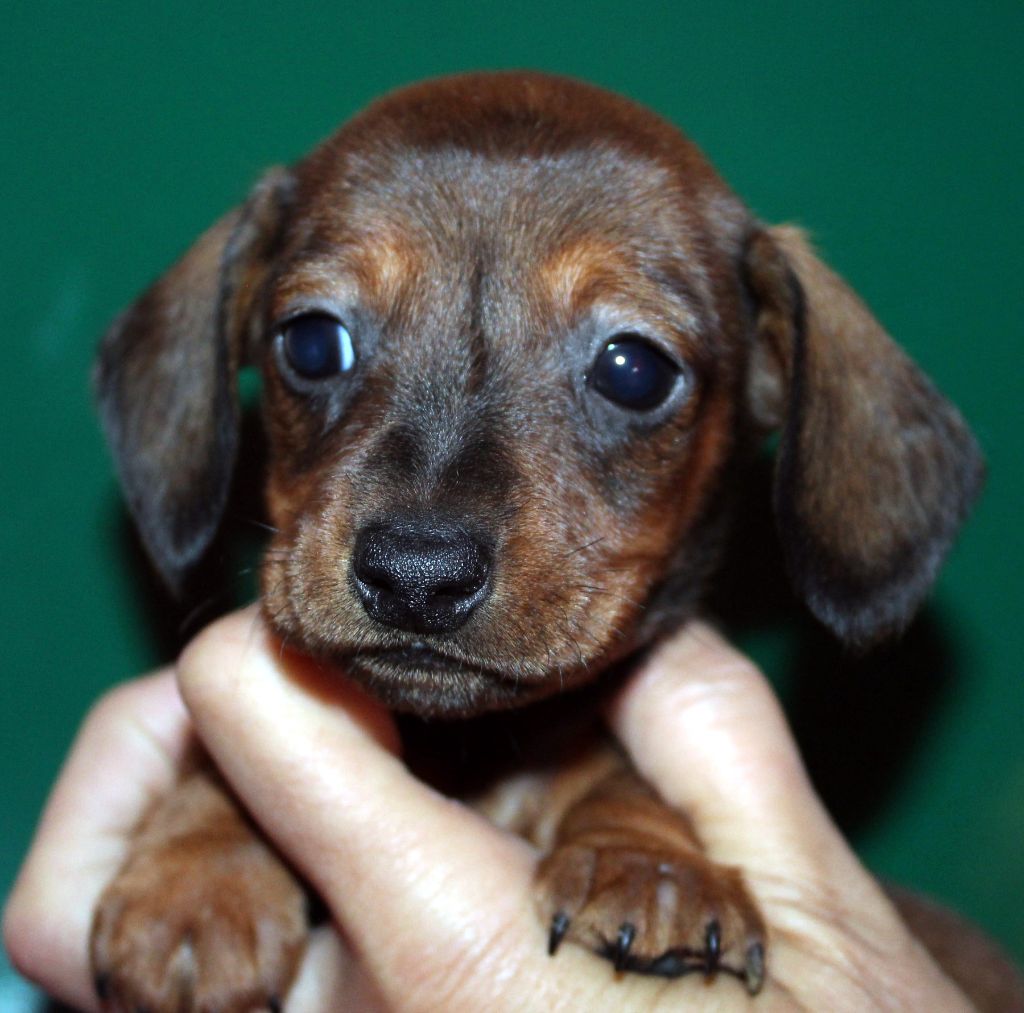 de l'air salin - Teckel poil ras - Portée née le 26/04/2019